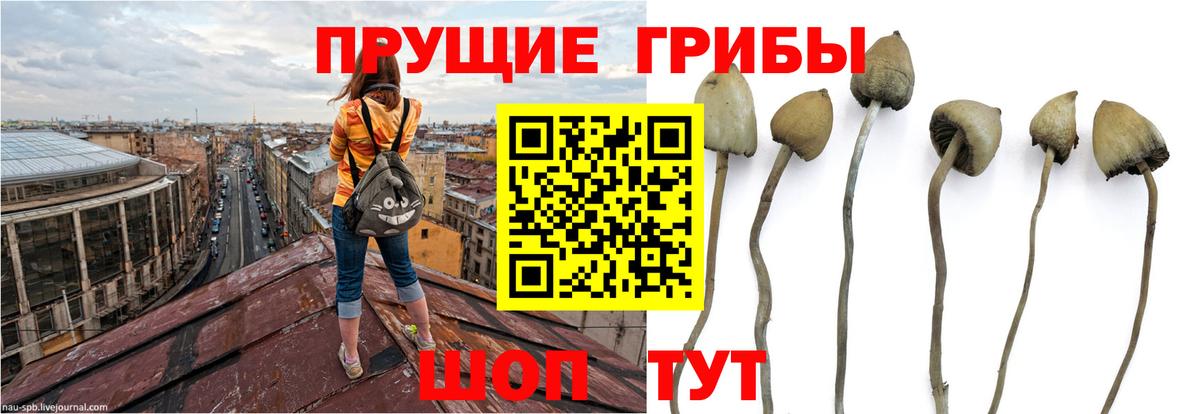 Галлюциногенные грибы GOLDEN TEACHER  Вход с VPN  Карасук  Псилоцибиновые грибы мицелий 